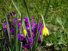 Frühlingsblumen Frühlingsblumen