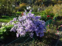 Herbstastern Herbstastern