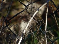 Vertrocknet Vertrocknet