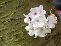 Baumblüten vom Baum mit den weißwn Blüten