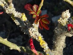 Neue Triebe Neue Triebe