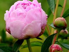 Frohe Pfingsten Frohe Pfingsten