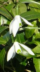 Schneeglöckchen Schneeglöckchen