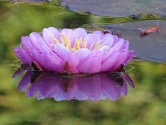 Letzte Seerose Letzte Seerose