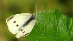 Kohlweisling Kohlweisling