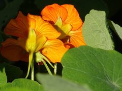 Kapuzinerkresse Kapuzinerkresse