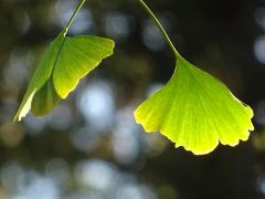 Ginkgo Ginkgo