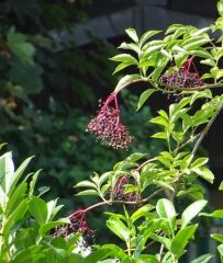 Holunderbeere Holunderbeere