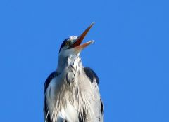 Fischreiher Fischreiher