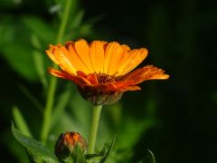 Blume mit Knospe Blume mit Knospe