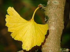 Ginkgo Ginkgo