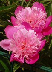 Frohe Pfingsten Frohe Pfingsten