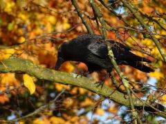 Rabe Vor meinem Küchenfenster Rabe Vor meinem Küchenfenster