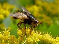 Igelfliege Igelfliege