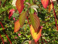 Bunte Blätter Bunte Blätter