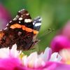 Schmetterling