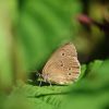 Schmetterling