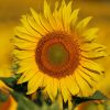 Sonnenblume