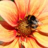 Hummel