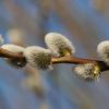Weidenkätzchen