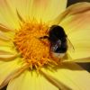 Hummel