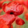 Mohn