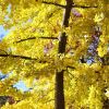 Ginkgo