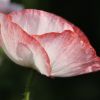 Mohnblume