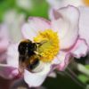 Hummel
