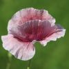Mohnblume