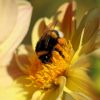 Hummel