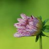 Dahlienknospe
