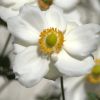 Blüte