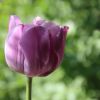 Tulpe
