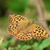Schmetterling