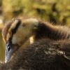 Ente