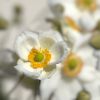 Blüte