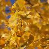 Ginkgo