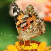 Schmetterling