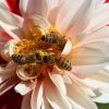Bienen