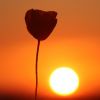 Mohnblume