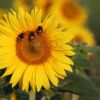 Sonnenblume mit Besuch