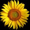 Sonnenblume