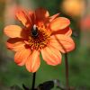 Hummel