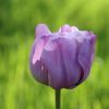 Tulpe
