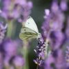 Schmetterling