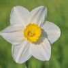 Narzisse
