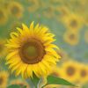 Sonnenblume