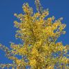 Ginkgo