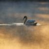 Schwan